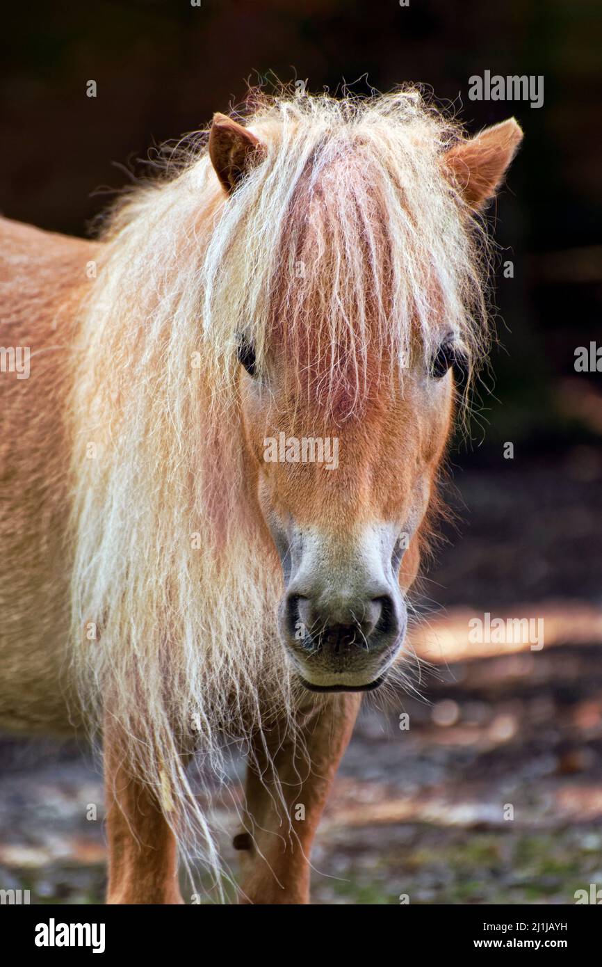 Shetland pony - Equus ferus caballus Stock Photo