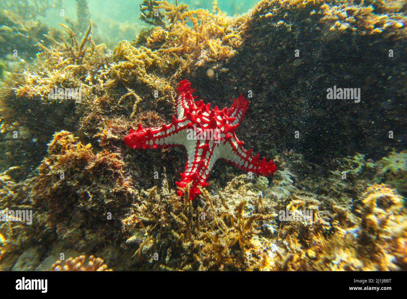 Sun shines on african Red-knobbed Starfish Protoreaster linckii in shallow sea - Anakao, Madagascar Stock Photo