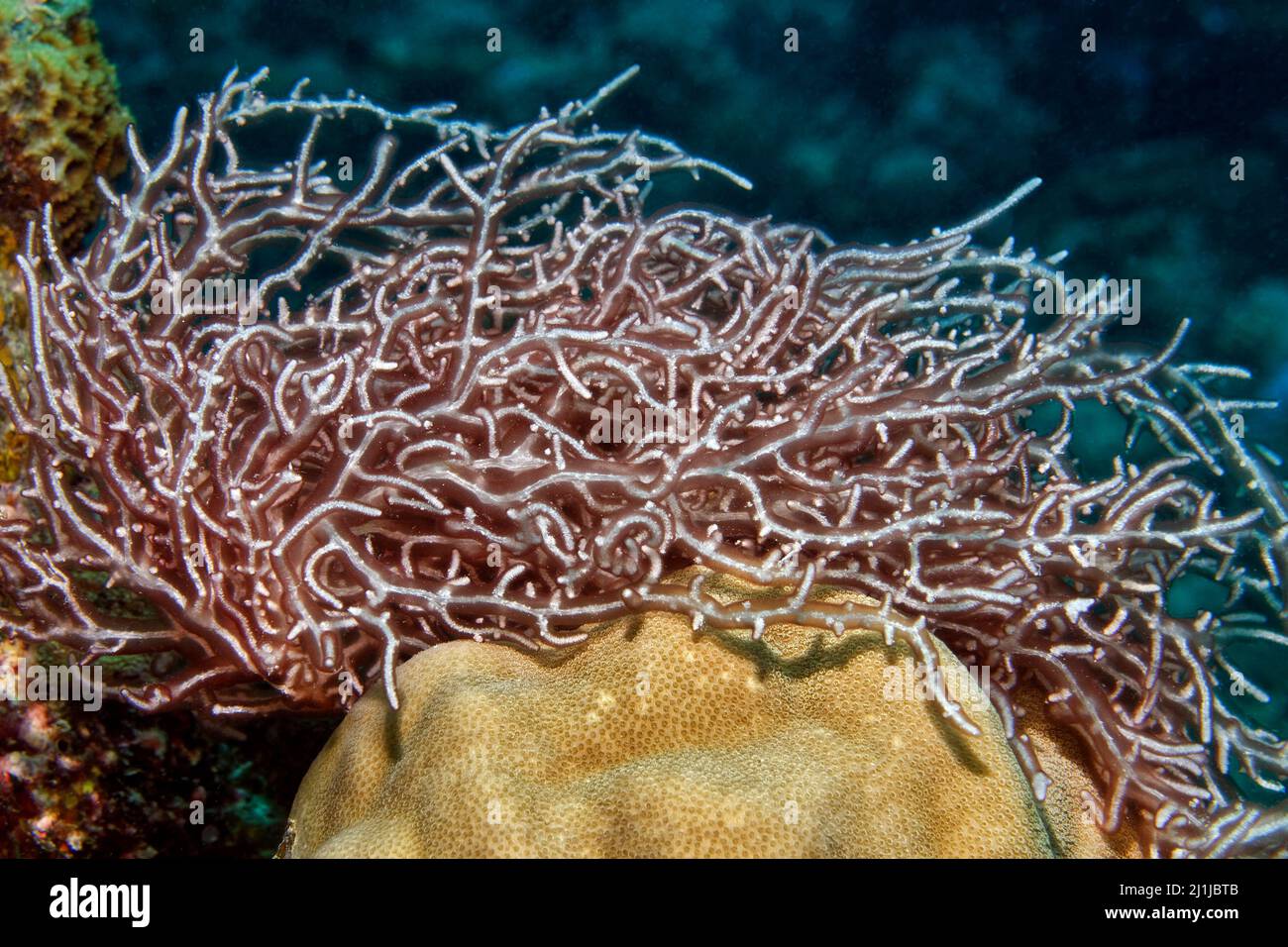 Red seaweed - Trichogloea requienii Stock Photo