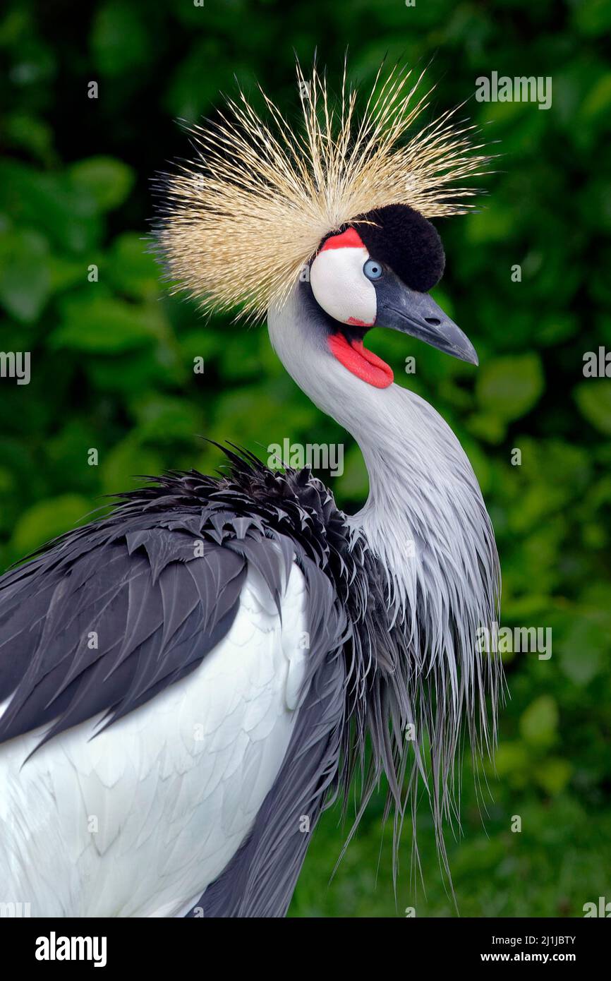 Grey crowned crane - Balearica regulorum Stock Photo