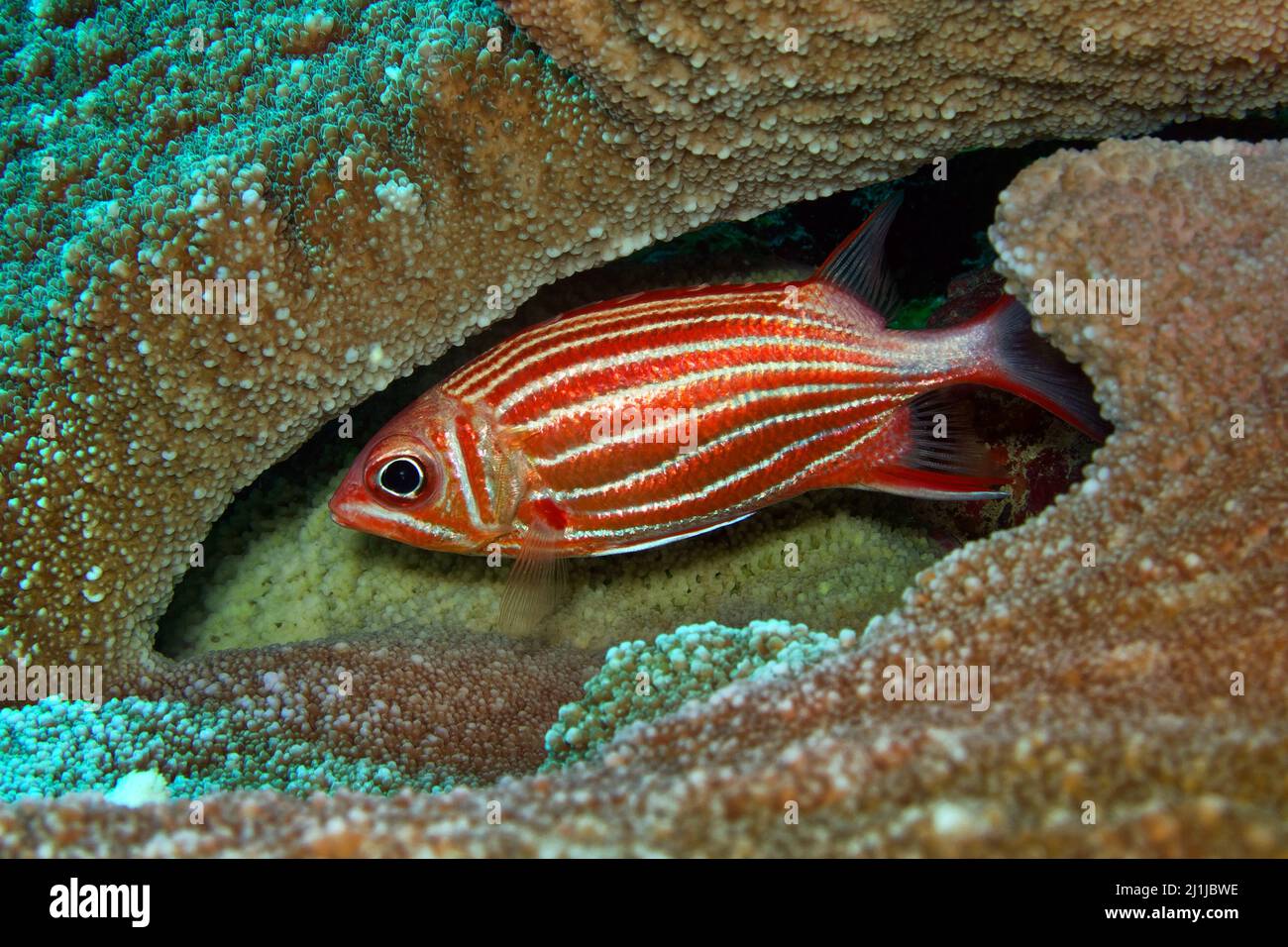 Crown squirrelfish - Sargocentron diadema Stock Photo