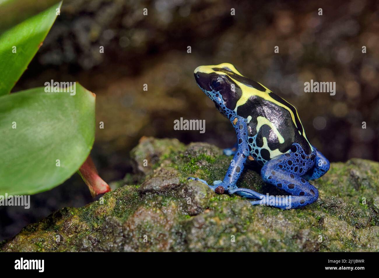 Dyeing poison dart frog Dendrobates tinctorius Stock Photo Alamy
