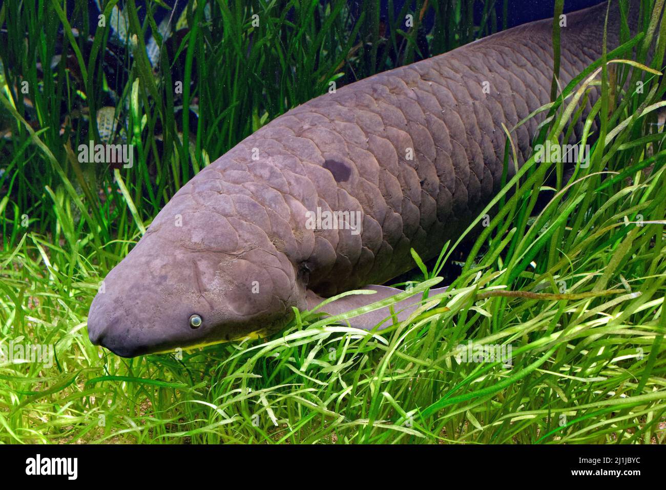 Australian lungfish - Neoceratodus forsteri Stock Photo