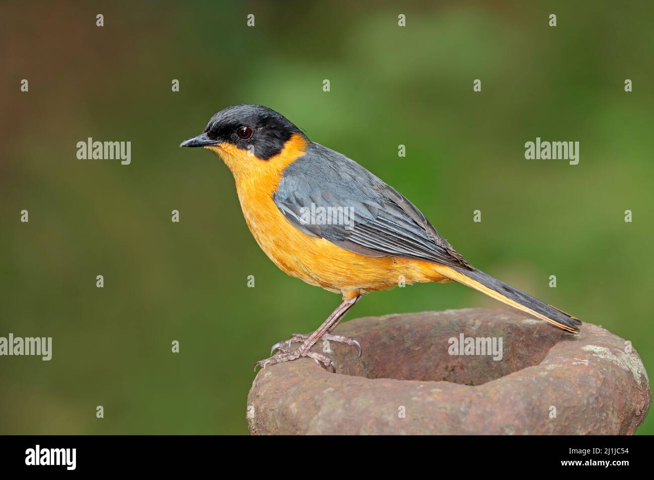 A colorful chorister robin-chat (Cossypha dichroa), South Africa Stock Photo