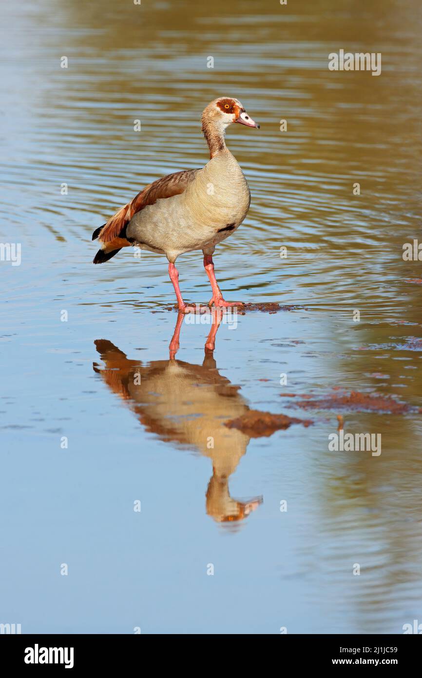 An Egyptian goose (Alopochen aegyptiacus) standing in shallow water, South Africa Stock Photo