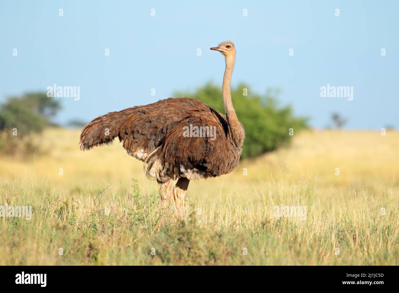 Female ostrich (Struthio camelus) in grassland, Mokala National Park, South Africa Stock Photo