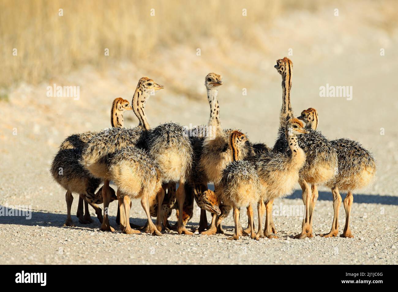 Brood of small ostrich (Struthio camelus) chicks in natural habitat, Kalahari desert, South Africa Stock Photo