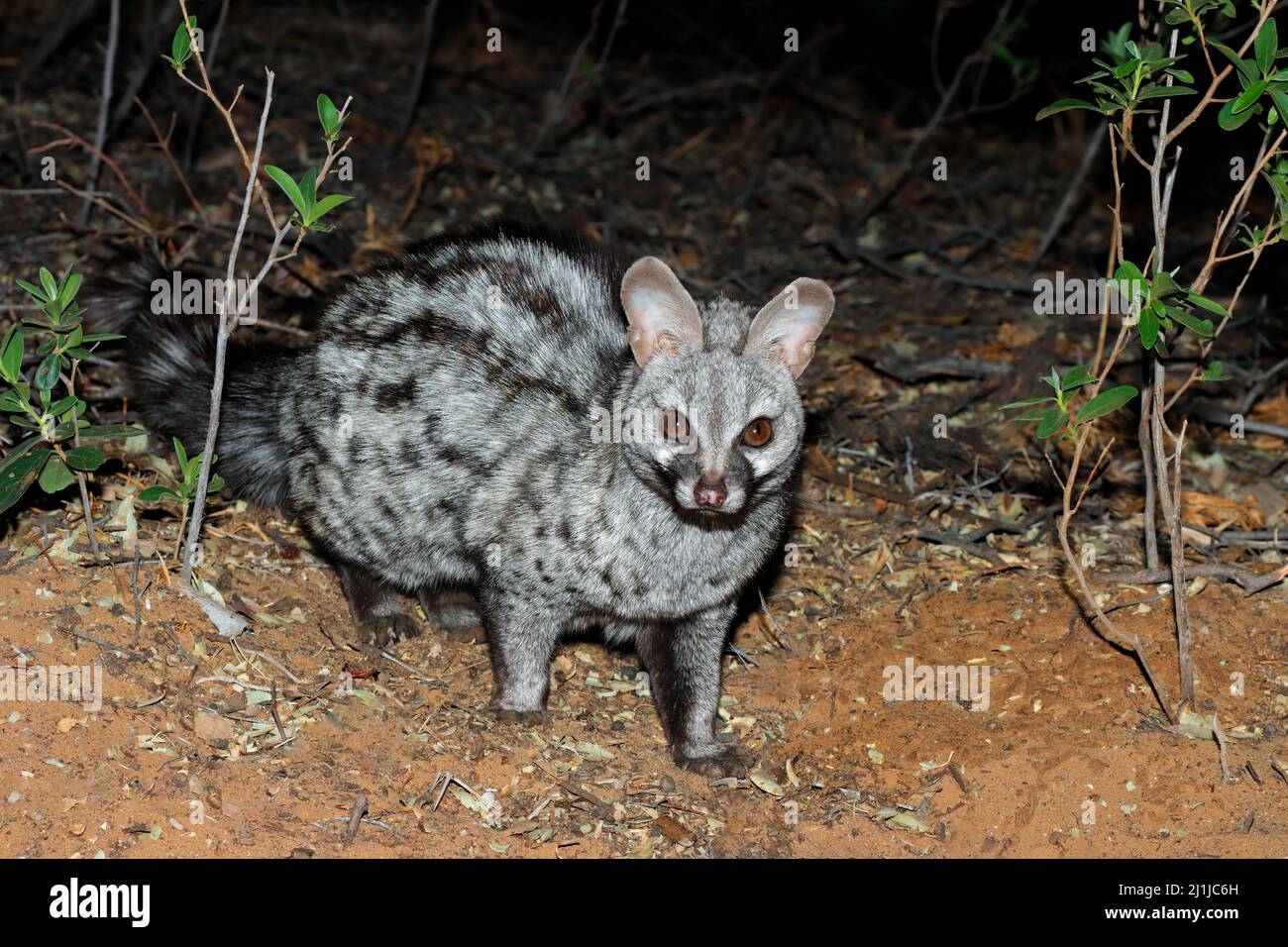 Nocturnal large-spotted genet (Genetta tigrina) in natural habitat, South Africa Stock Photo