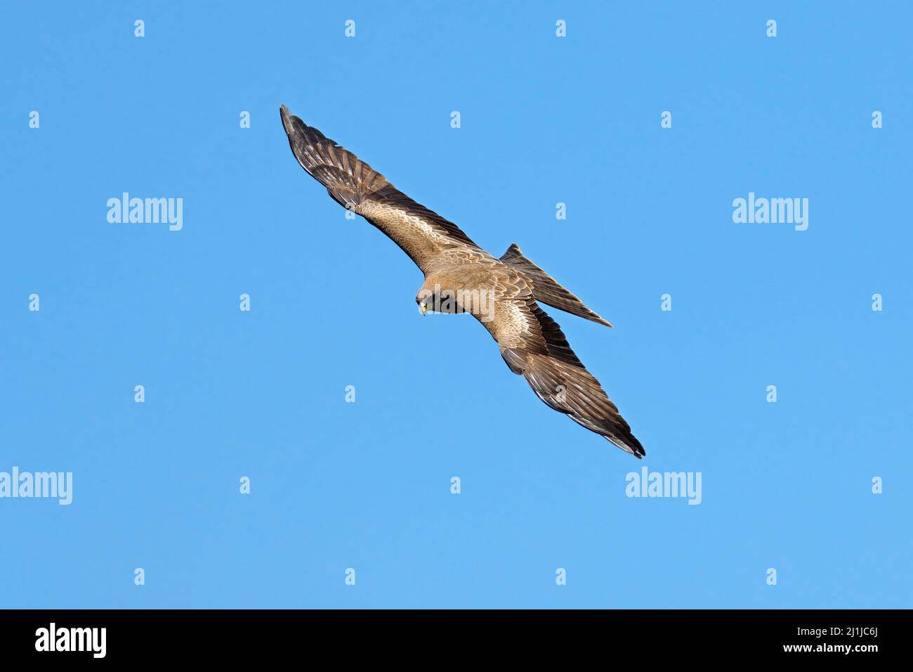 A yellow-billed kite (Milvus aegyptius) in flight against a clear blue sky, South Africa Stock Photo