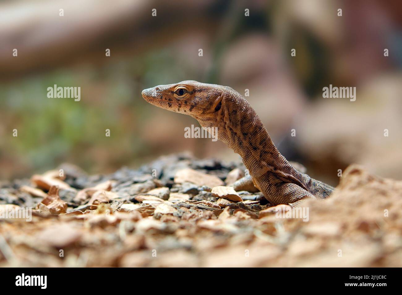 Pilbara rock monitor Varanus pilbarensis Stock Photo Alamy