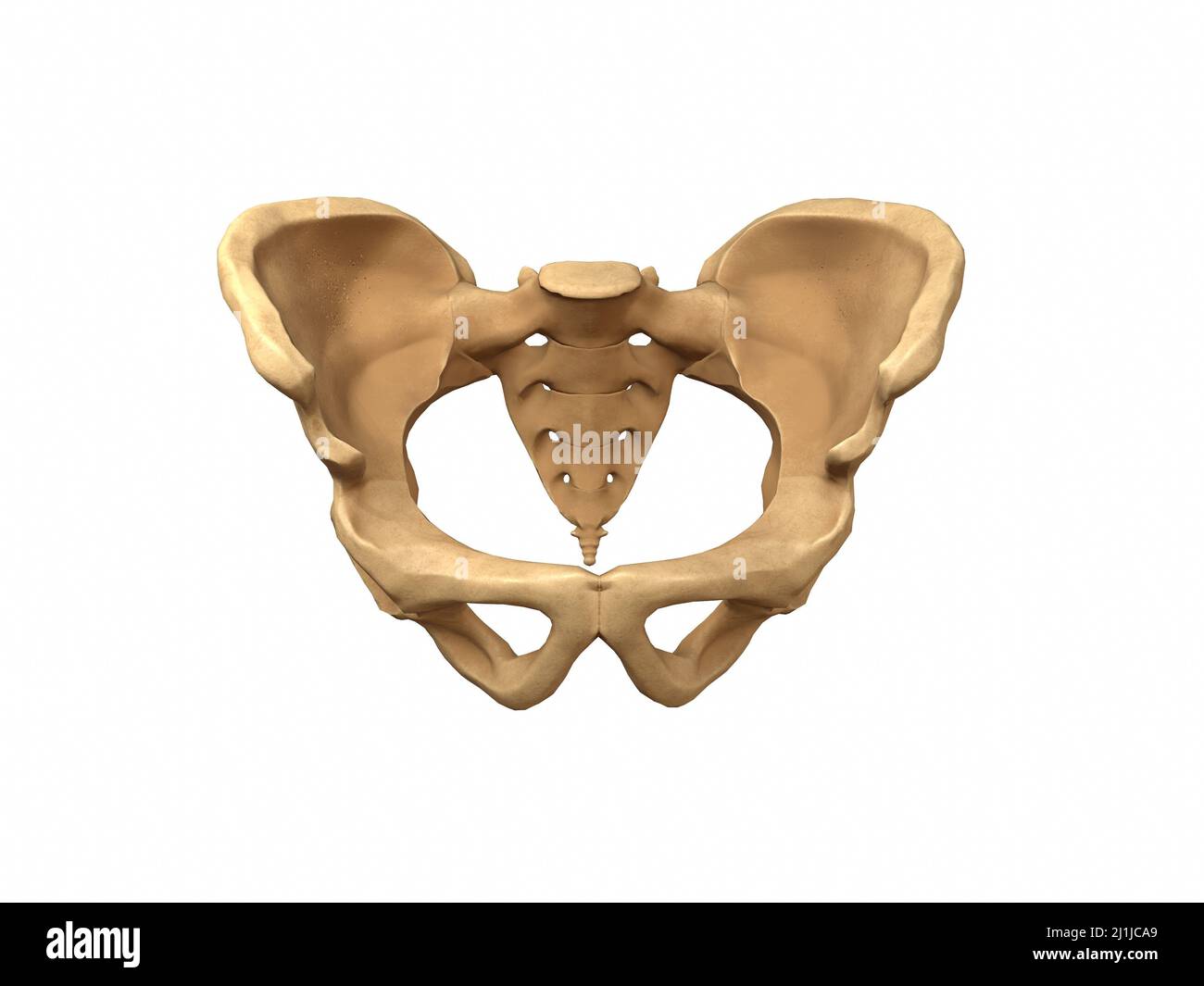 Pelvic bone 3d hi-res stock photography and images - Alamy