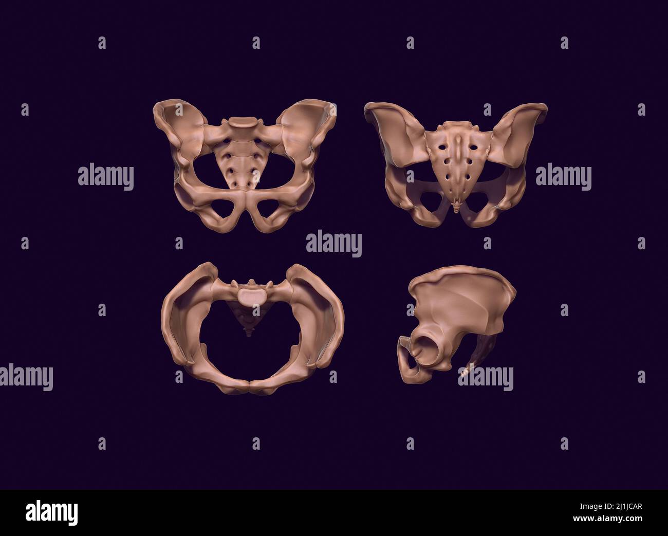 3D-rendering of the human pelvis Stock Photo