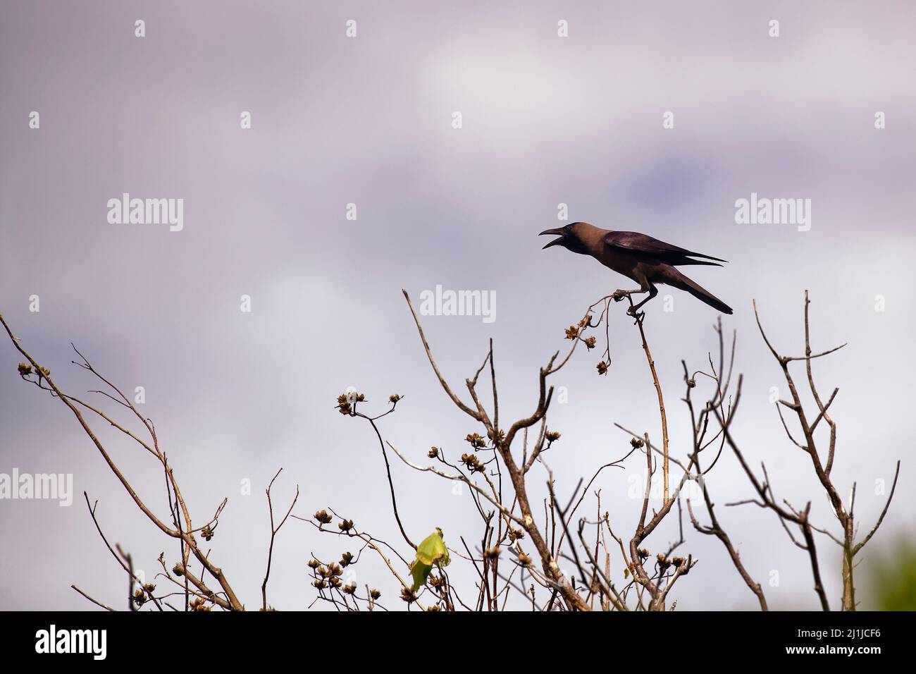 Indian house crow - Corvus splendens Stock Photo