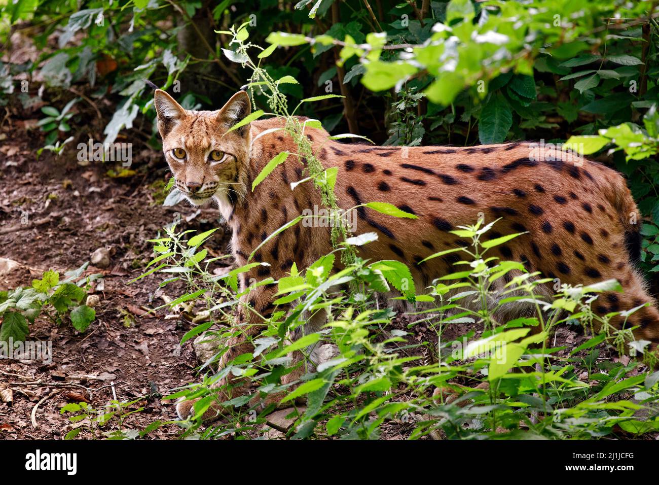Carpathian lynx - Lynx lynx carpathicus Stock Photo