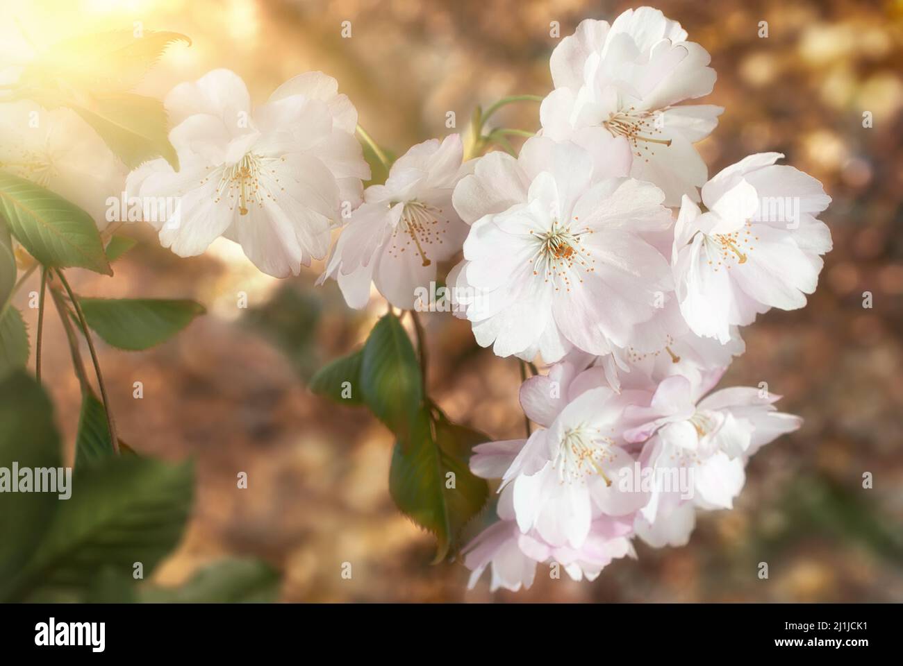 Closeup of beautiful cherry blossoms with blurred background and warm sunshine. Stylized colors emphasize the softness of the flowers Stock Photo