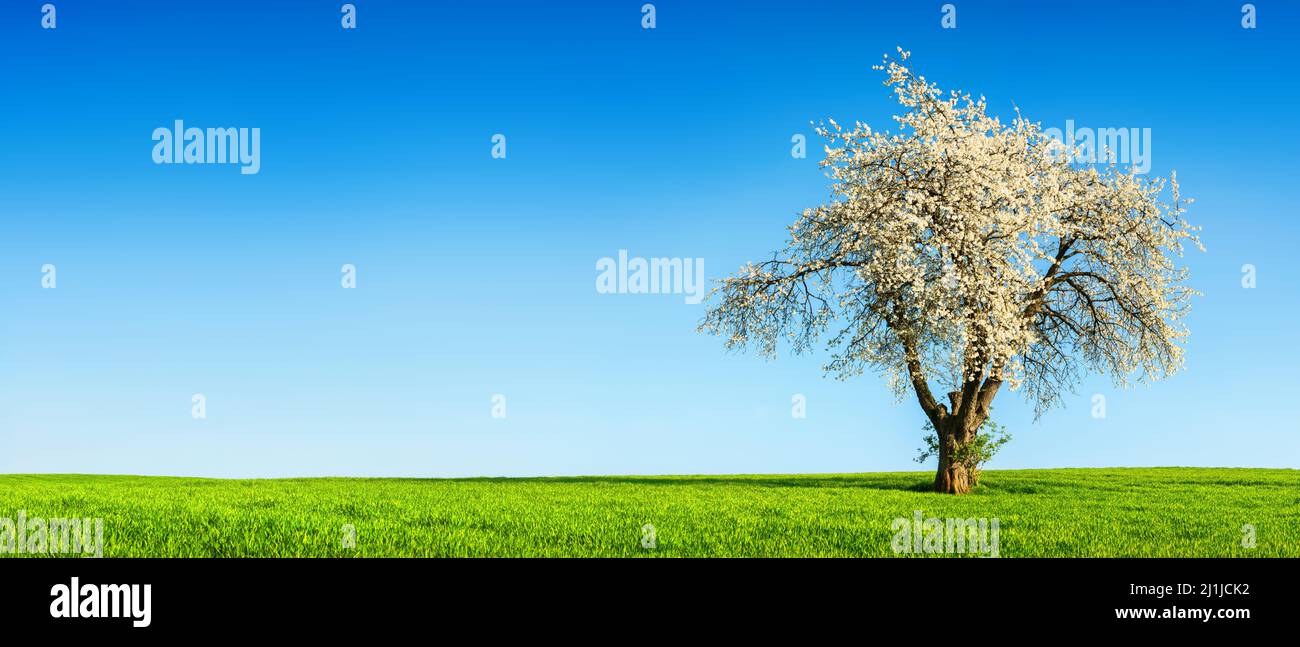 Ornate blossoming tree on lush green grass and clear blue sky background, a panoramic spring scene with copy space Stock Photo