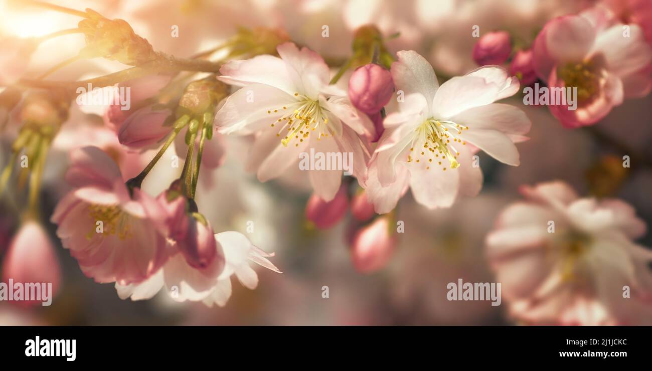Closeup of beautiful cherry blossoms with blurred background and warm sunshine. Stylized colors emphasize the softness of the flowers Stock Photo