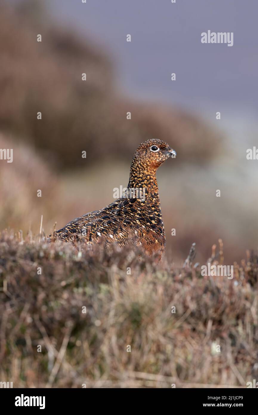 Female Red Grouse (Lagopus lagopus scotica) in the heather moorland of the Peak District Stock Photo