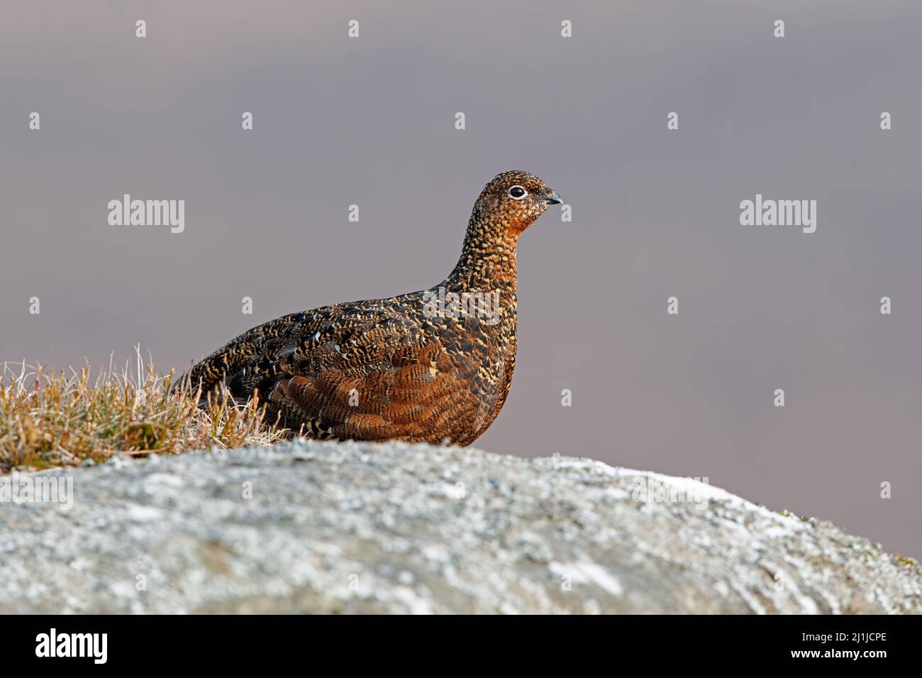 Female Red Grouse (Lagopus lagopus scotica) in the heather moorland of the Peak District Stock Photo