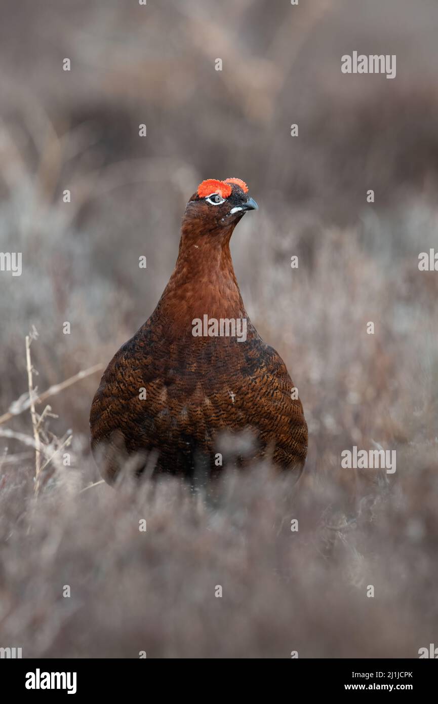 Red Grouse (Lagopus lagopus scotica) in the heather moorland of the Peak District Stock Photo