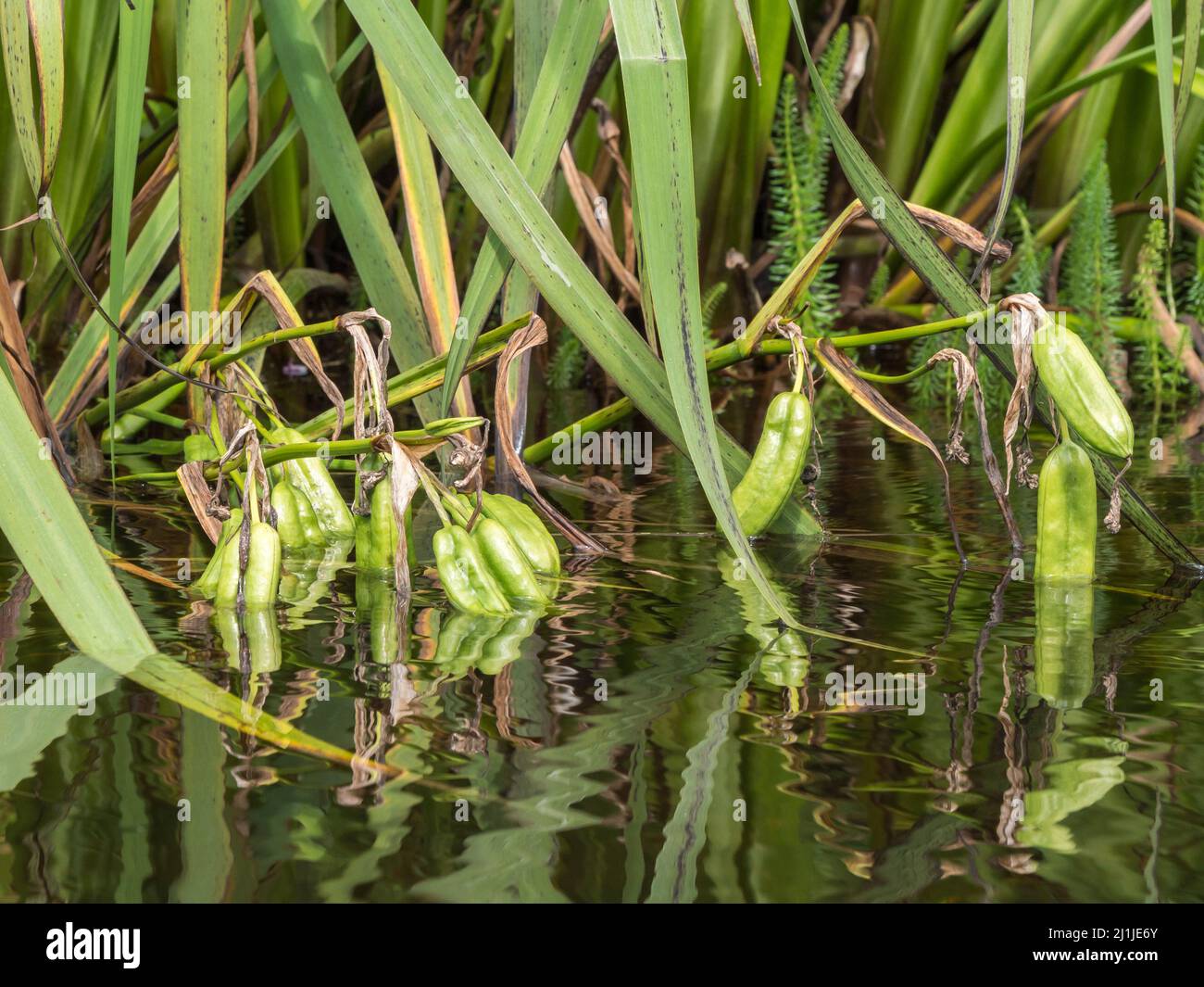 Seed pods of yellow iris shore plant hanging over water Stock Photo