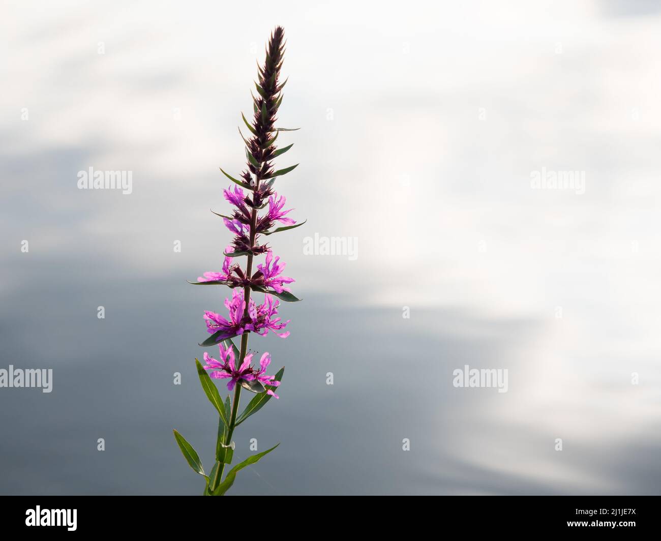 Close-up photo of purple loosestrife (Lythrum salicaria) flowers with calm lake water in the background Stock Photo