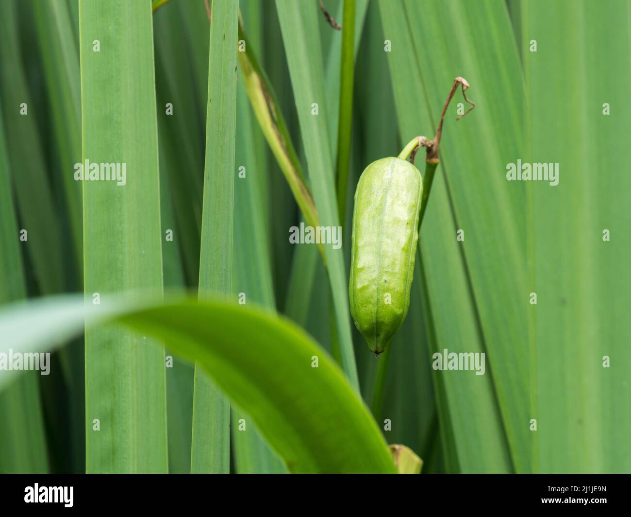 Seed pod of yellow iris shore plant Stock Photo Alamy