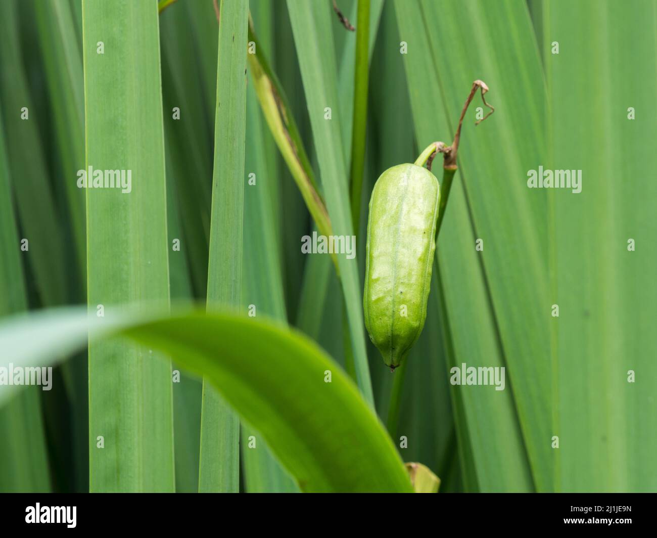 Seed pod of yellow iris shore plant Stock Photo