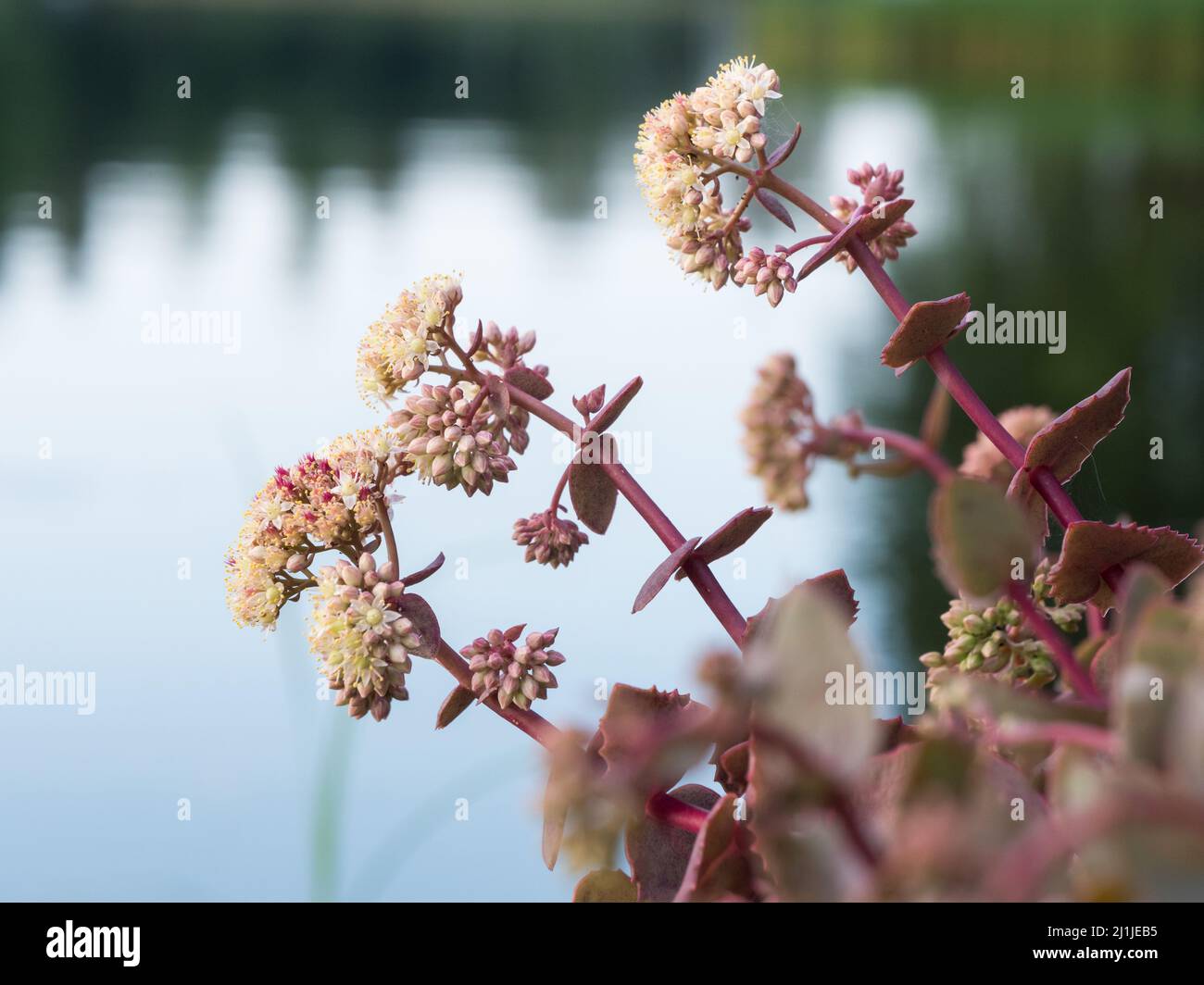 Stonecrop flowers growing at rocky shore by lake. Stock Photo