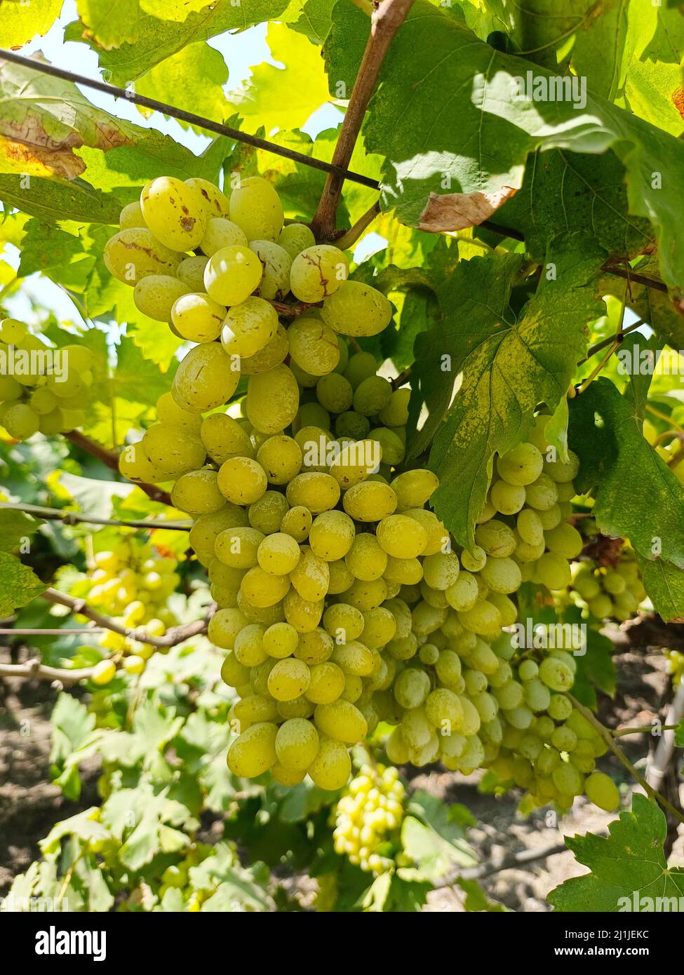 Jekc Close up image of harvesting Green grapes with green leaves, fresh ...