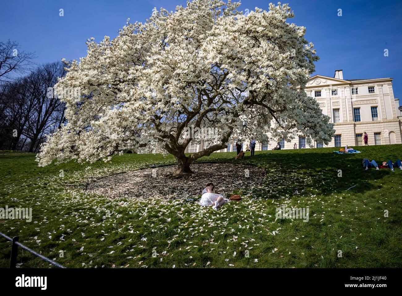 pic shows:  Hot weather in April heatwave hits London today 22.3.22 Magnificent blossoming  Magnolia tree in front of Kenwood House, former stately ho Stock Photo