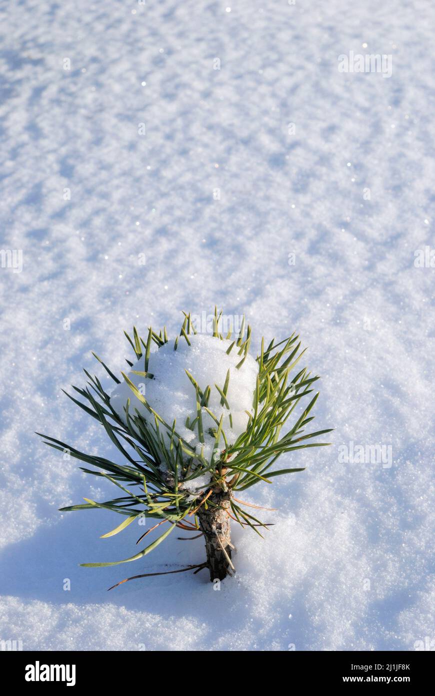 Scots pine (Pinus sylvestris) sapling in snow, cold sunny winter day. Stock Photo