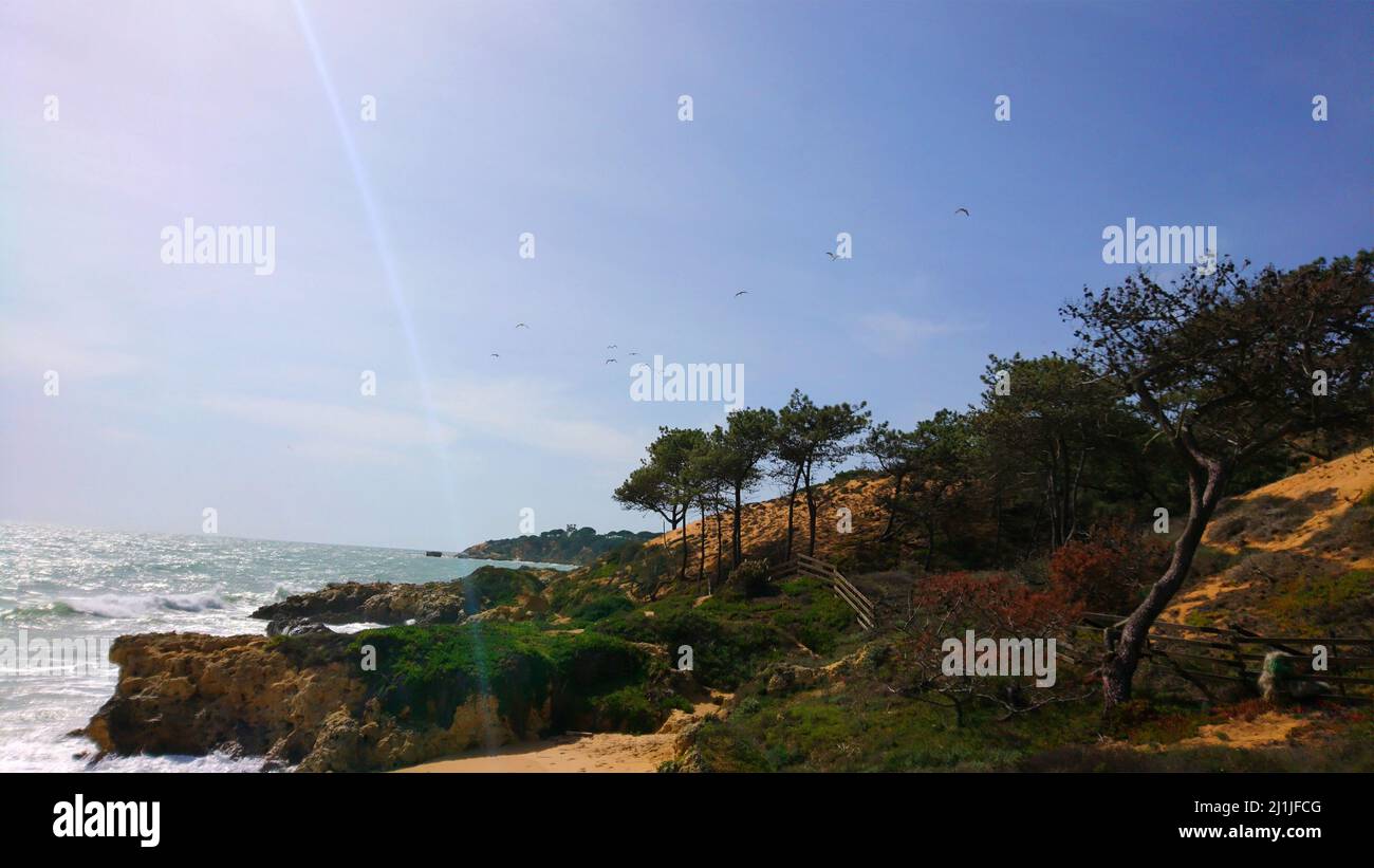 Beautiful Portugal Beach Forest Stock Photo