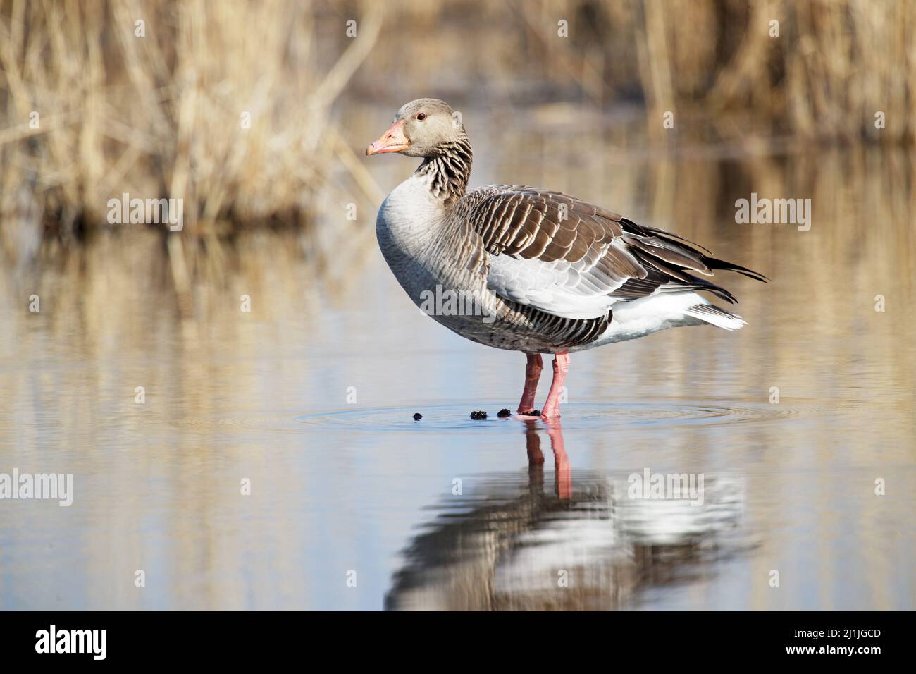 greylag goose (anser anser) Stock Photo