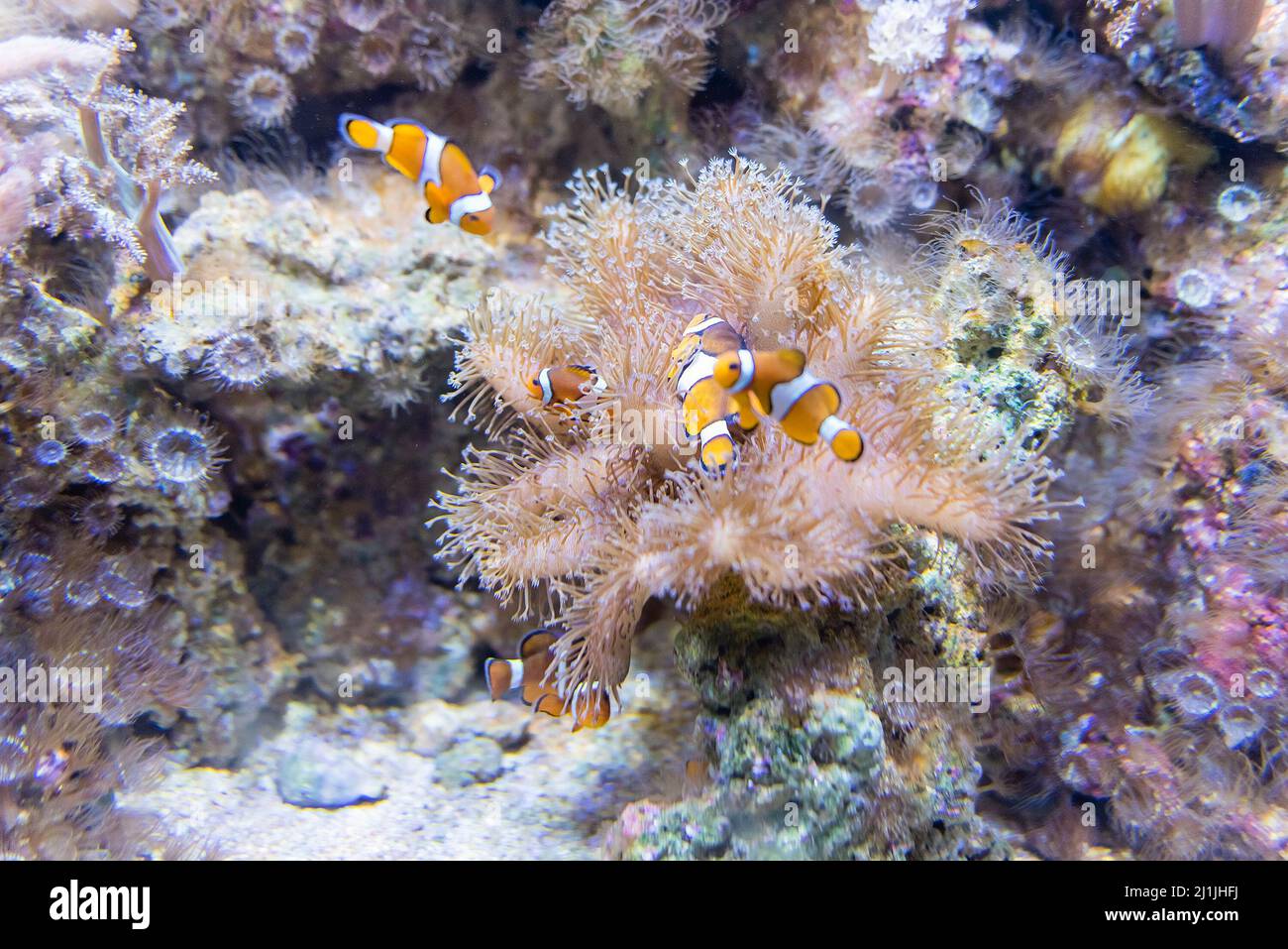 Closeup of Ocellaris clownfishes, aslo known as common clownfishes, as seen in aquarium environment Stock Photo
