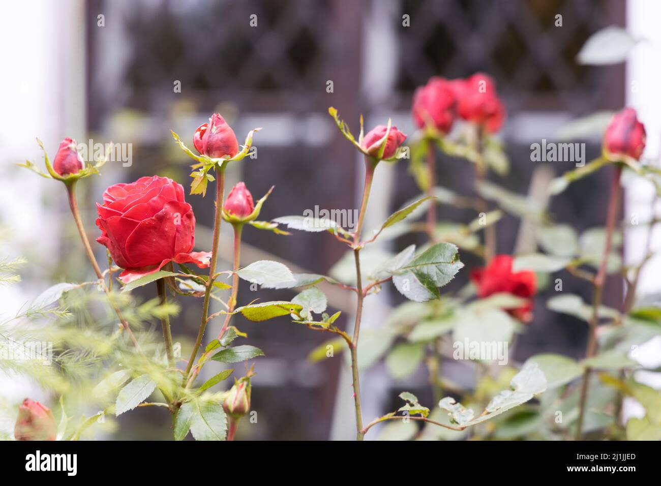Garden roses with red petals with beautiful bokeh closeup Stock Photo