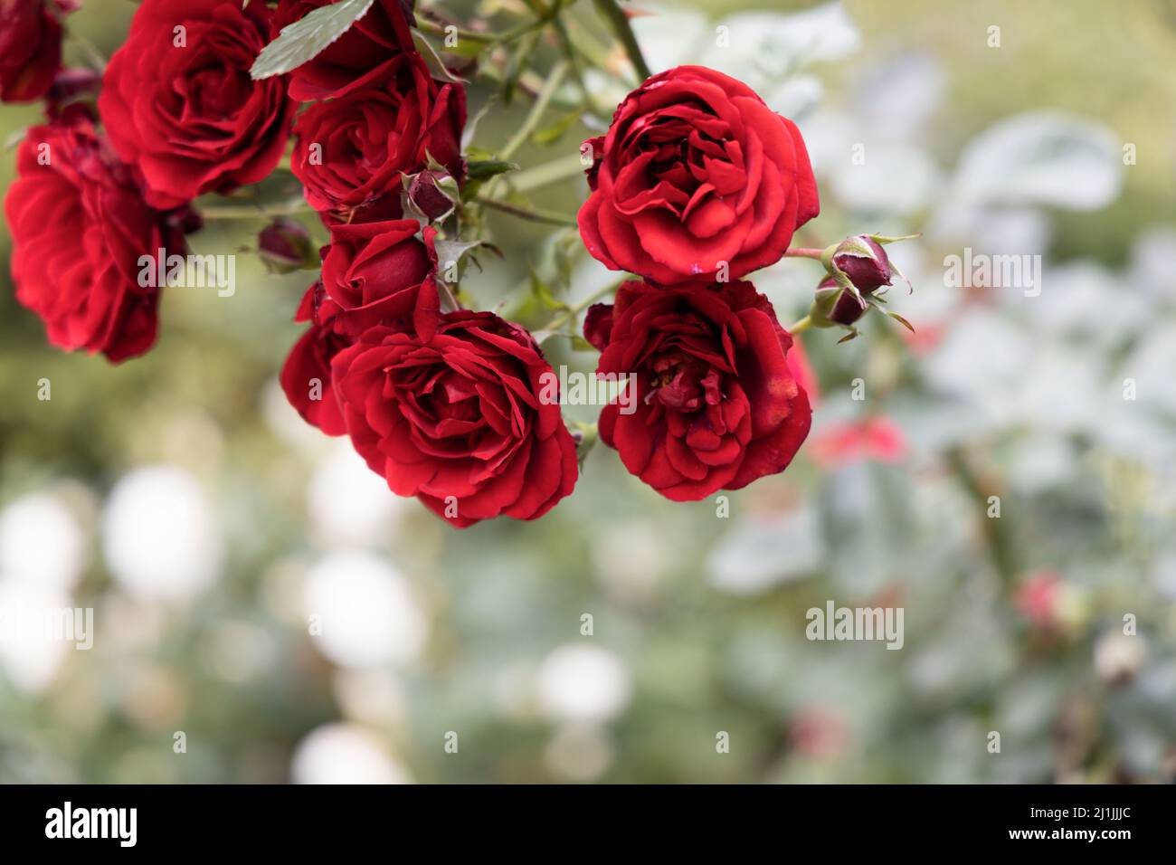 Blooming scarlet rosebuds close-up on a blurry background with white petals Stock Photo