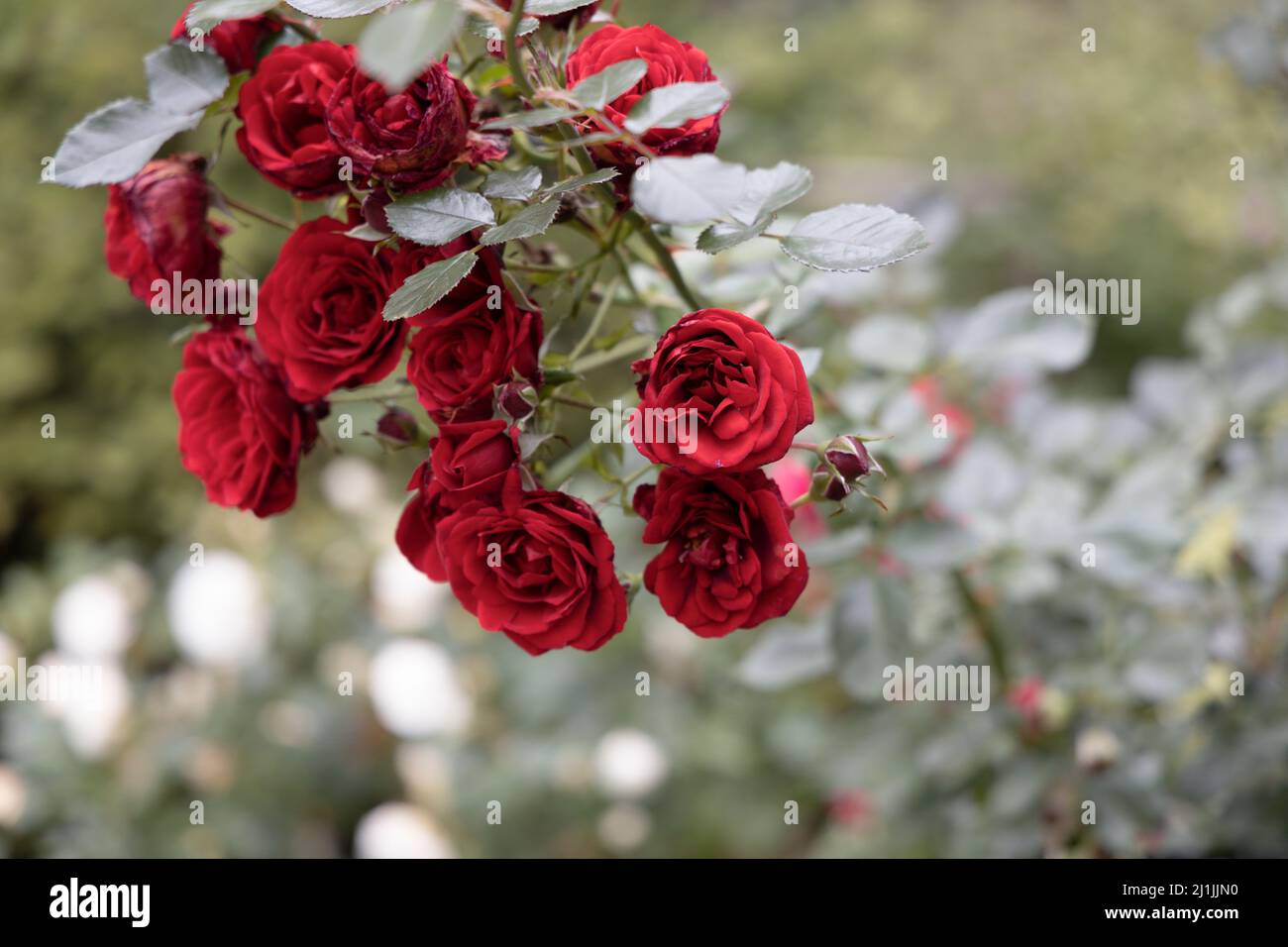 Blooming top of the shrub with scarlet rosebuds on a blurry background with white petals Stock Photo