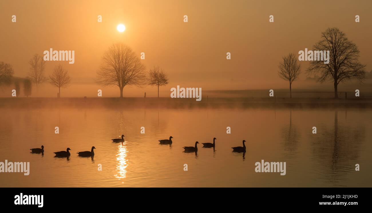 Sunrise with Geese on the Thames at Henley on Thames Stock Photo