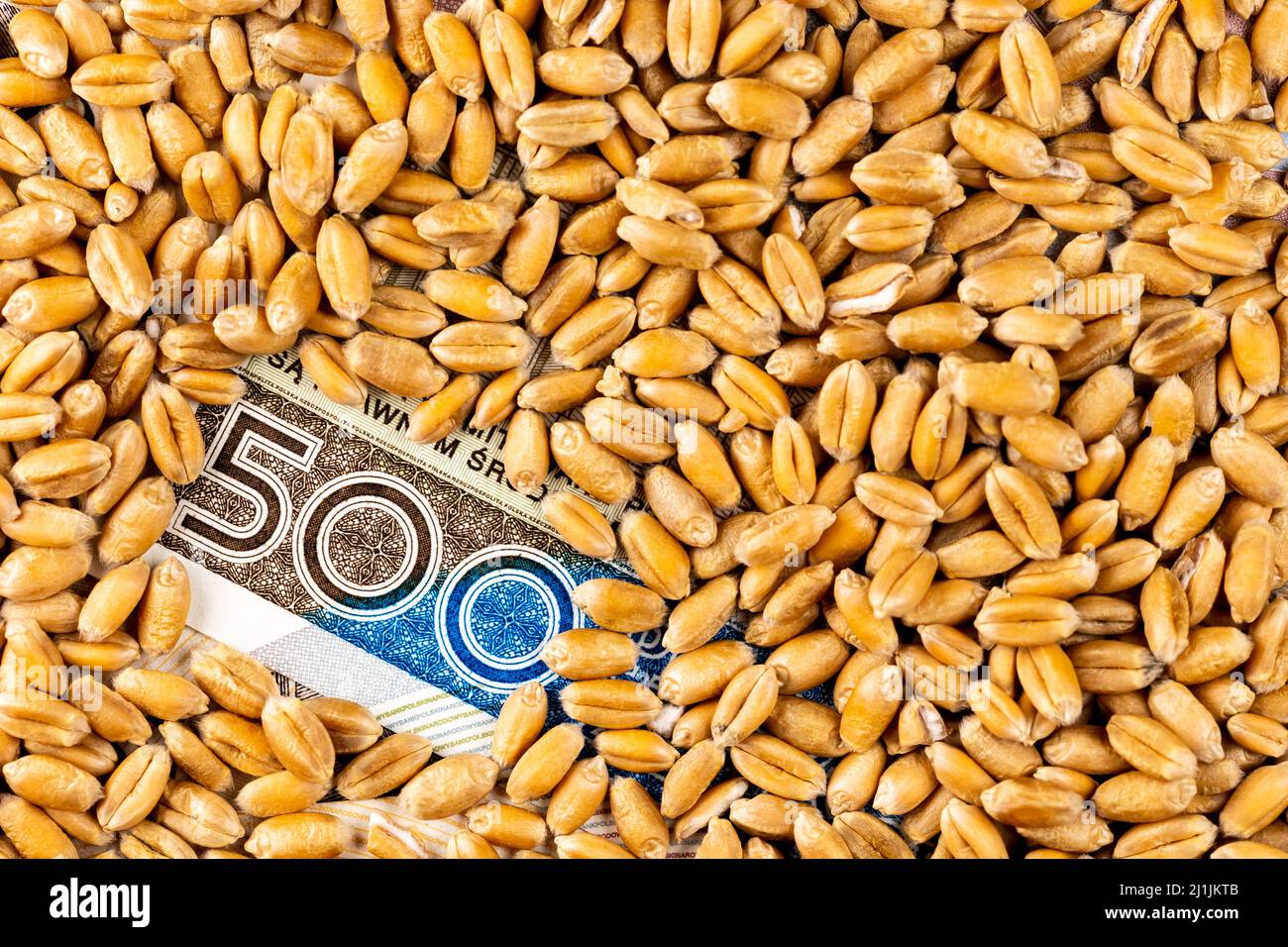 Wheat grains with details of Polish 500 PLN banknote. Object lit with a