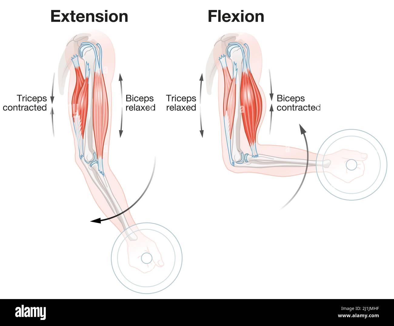 Biceps And Triceps. Extension And Flexion. Labeled Illustration