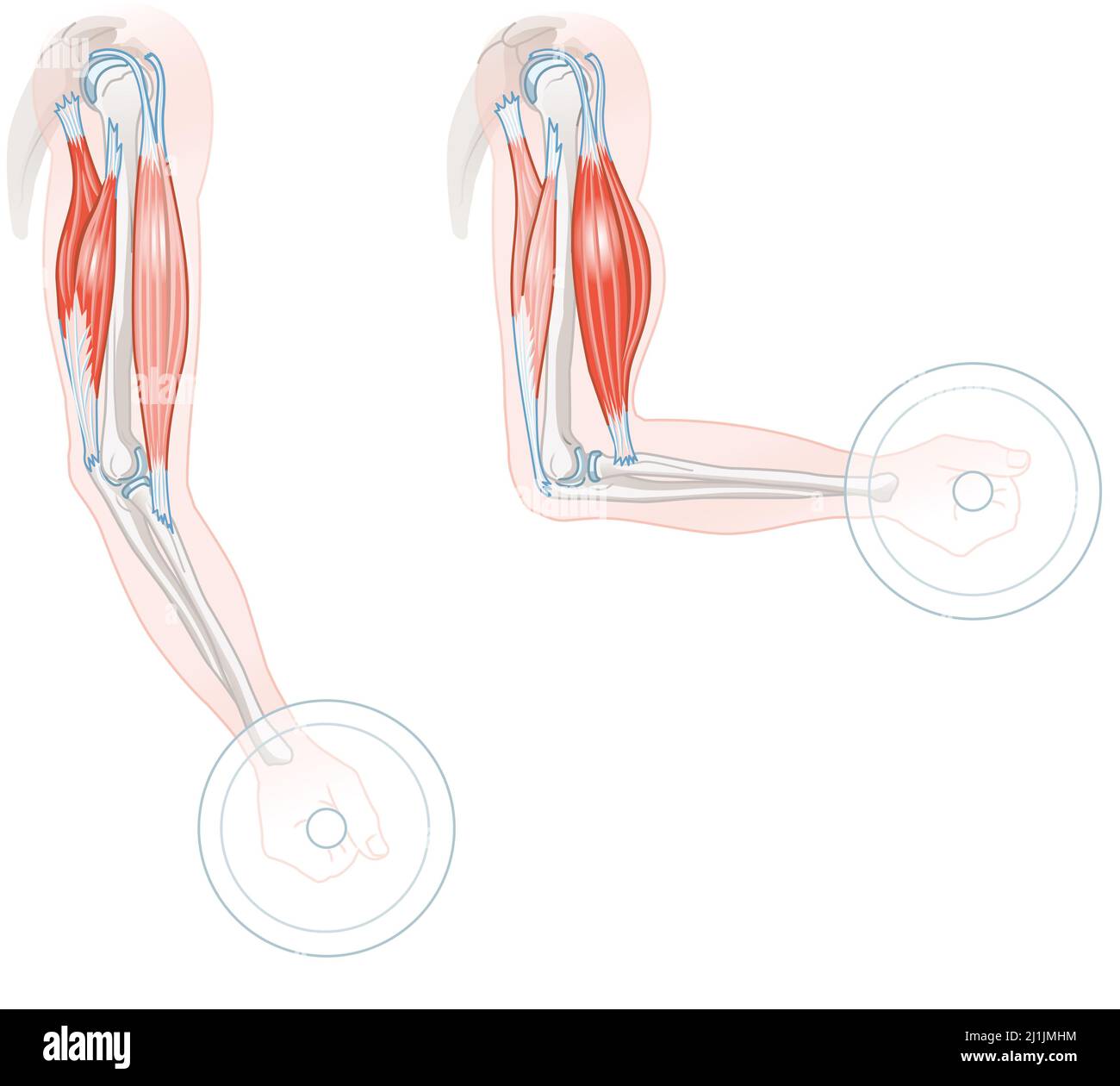 Illustration showing biceps and triceps. Extension and Flexion Stock Photo  - Alamy