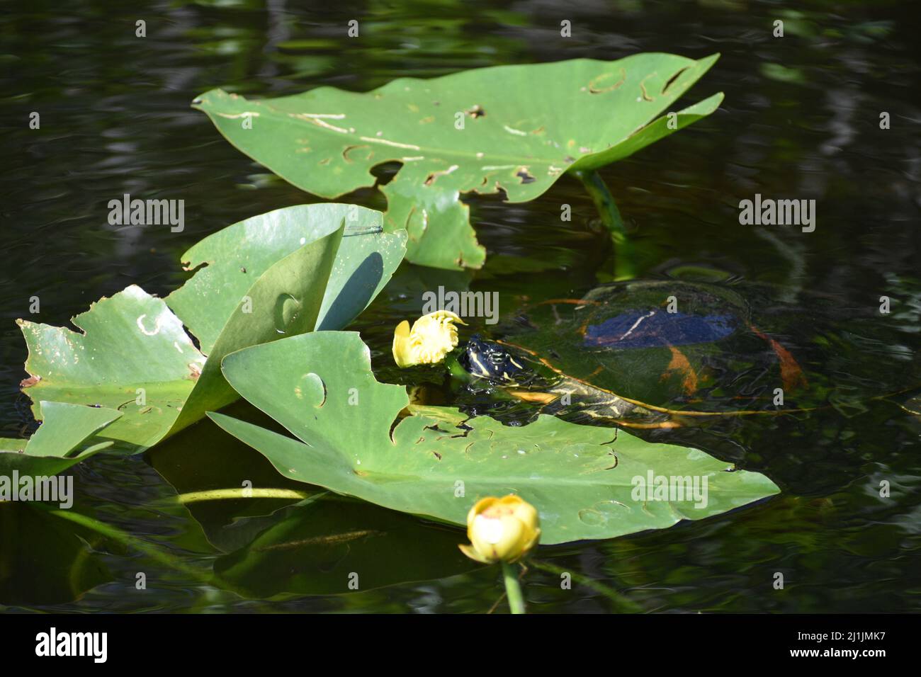 Everglades Turtle Eating a Flower Stock Photo Alamy