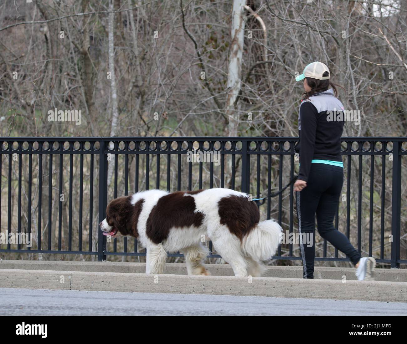 Daily dog walk Stock Photo Alamy