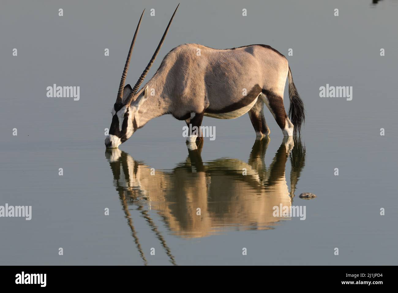 Oryx drinking is reflected in the water of a water hole Stock Photo