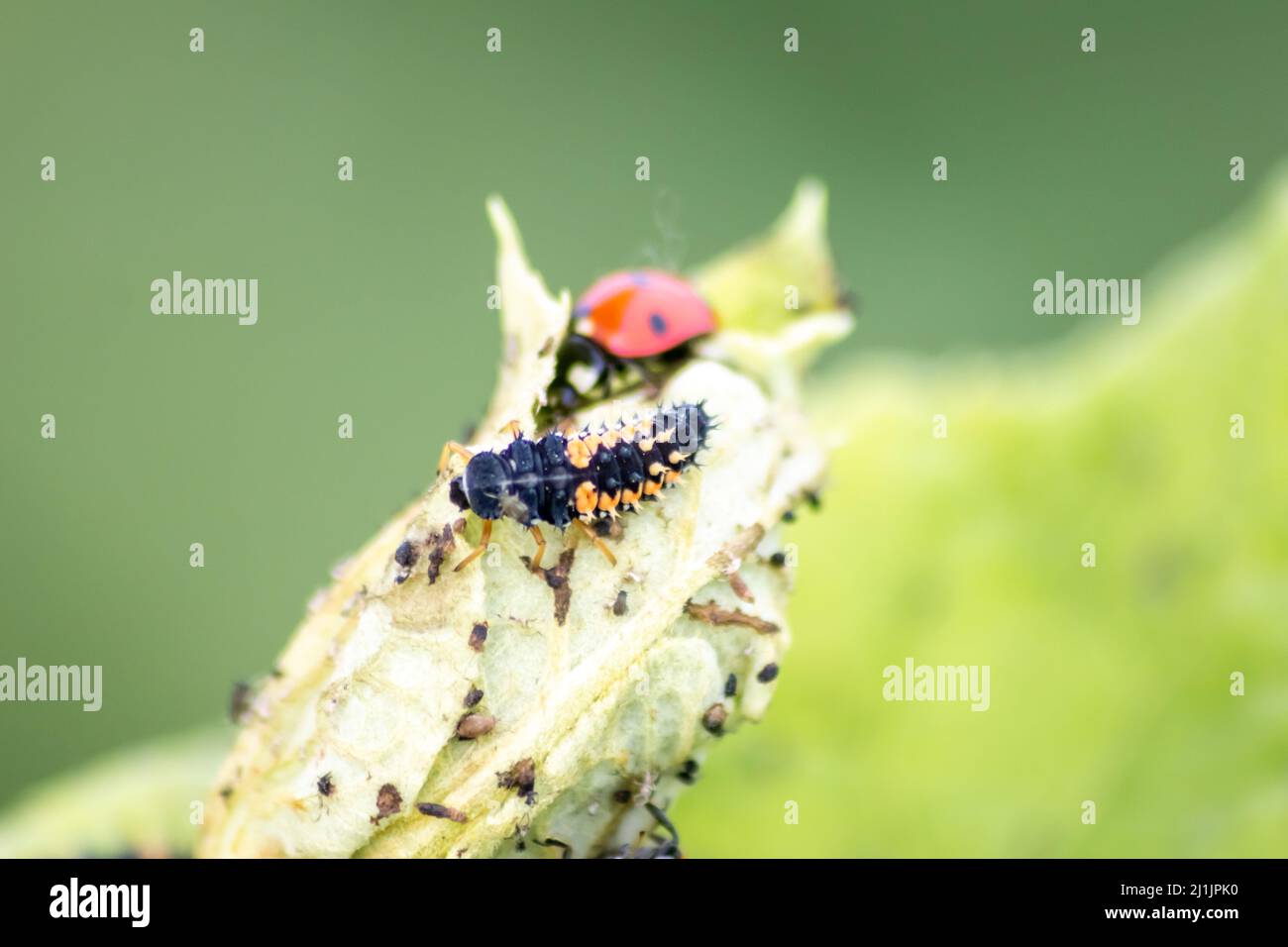Cute little ladybug with red wings and black dotted hunting for plant louses as biological pest control and natural insecticide for organic farming Stock Photo