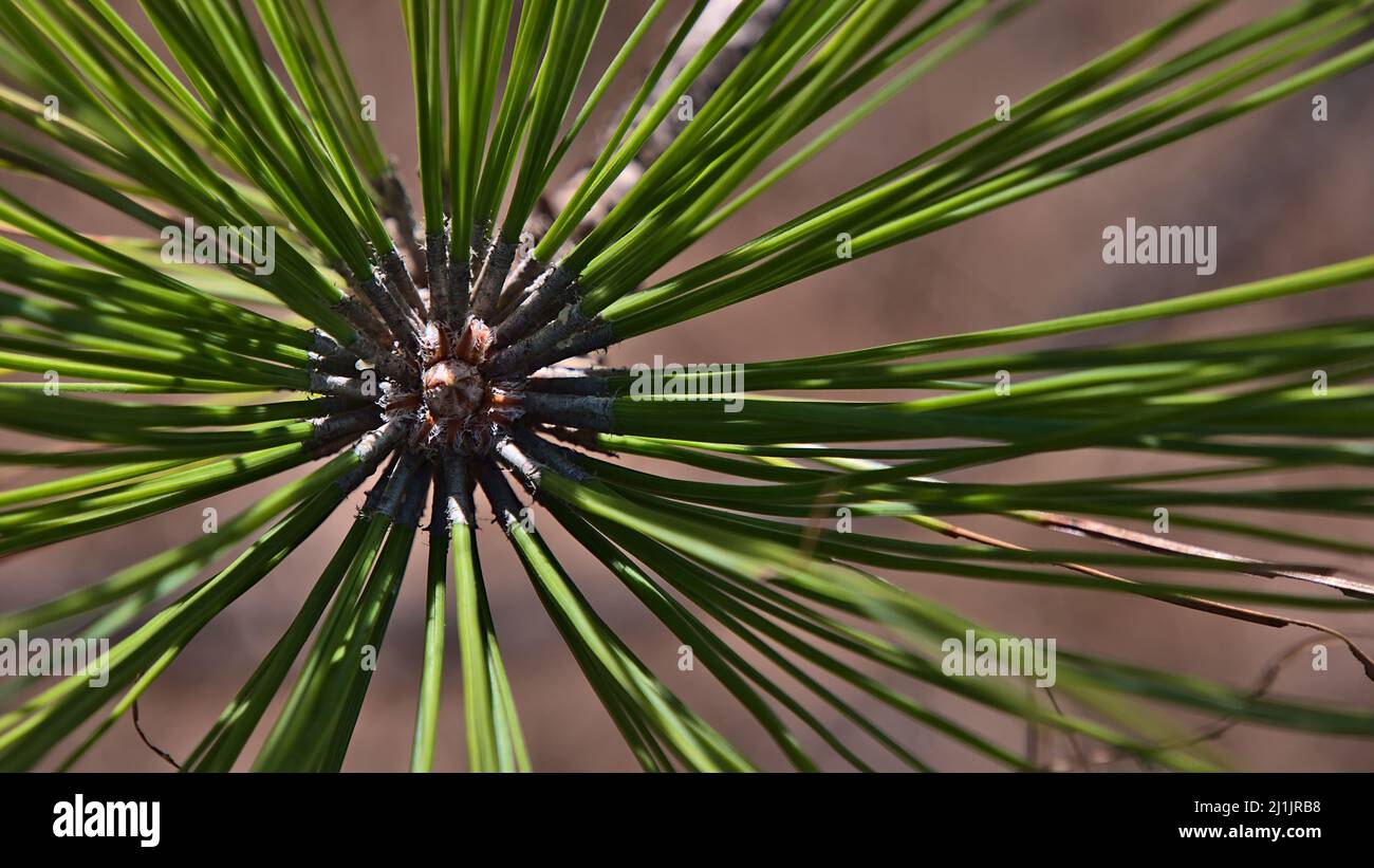 Closeup view of the green shoots of a Canary Island pine tree (Pinus canariensis) in Tamadaba Natural Park, Gran Canaria, Spain with long needles. Stock Photo