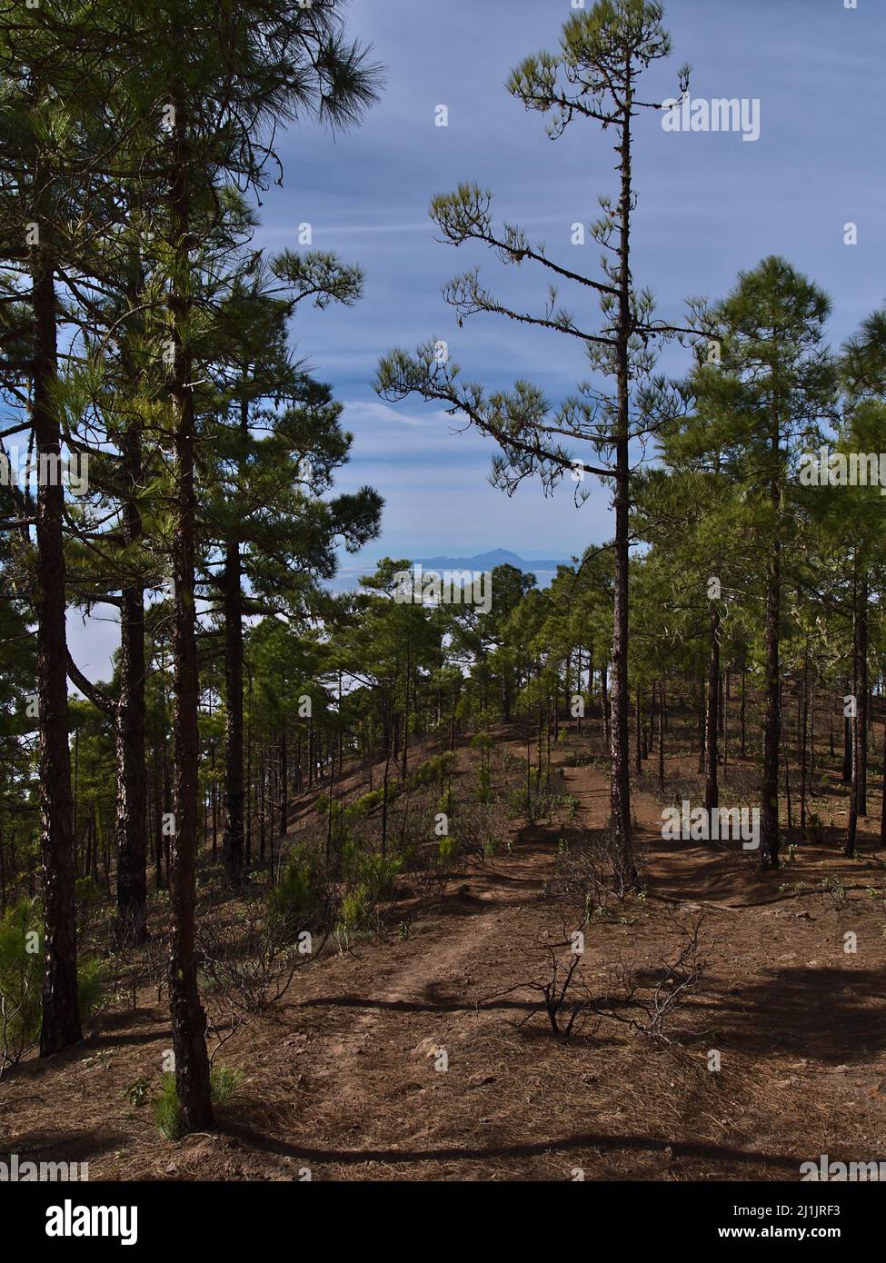View of hiking trail leading through forest of Canary Island pine trees (Pinus canariensis) in Tamadaba Natural Park in the mountains of Gran Canaria. Stock Photo