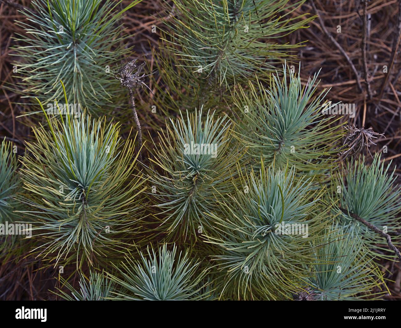 Close-up high angle view of new shoots of a Canary Island pine tree (Pinus canariensis) in Tamadaba Natural Park in the mountains of Gran Canaria. Stock Photo