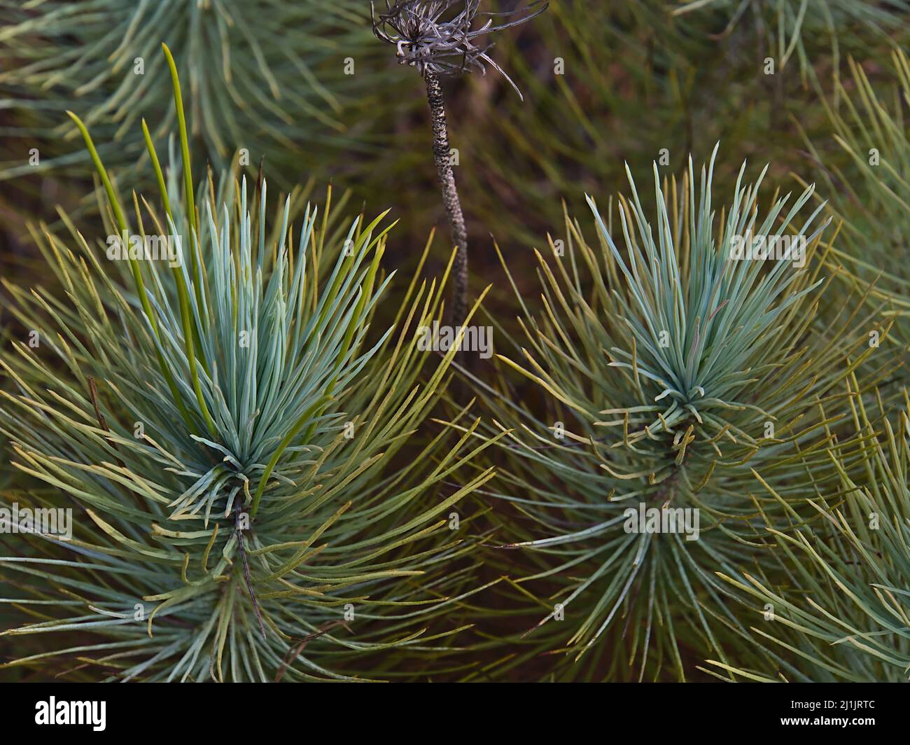 Close-up view of the fresh shoots of a small Canary Island pine tree (Pinus canariensis) in Tamadaba Natural Park in the mountains of Gran Canaria. Stock Photo